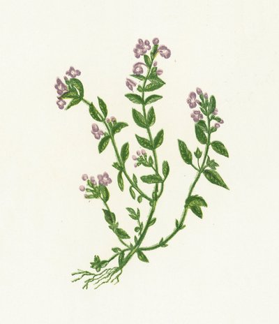 Thym bâtard, Acinos Vulgaris - English School